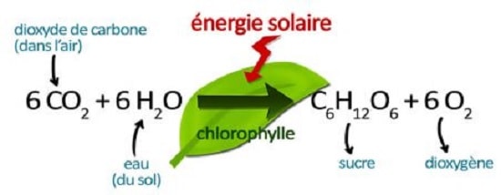 balance photosynthesis