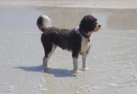 Portuguese water dog. Owning a dog may be associated with having a longer life.