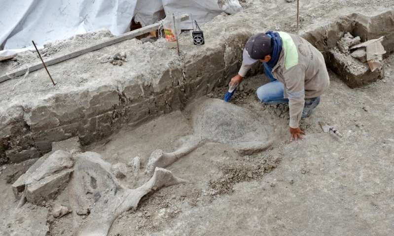 An expert works with mammoth bones discovered in Tultepec, Mexico, in this handout picture released by the country's National In
