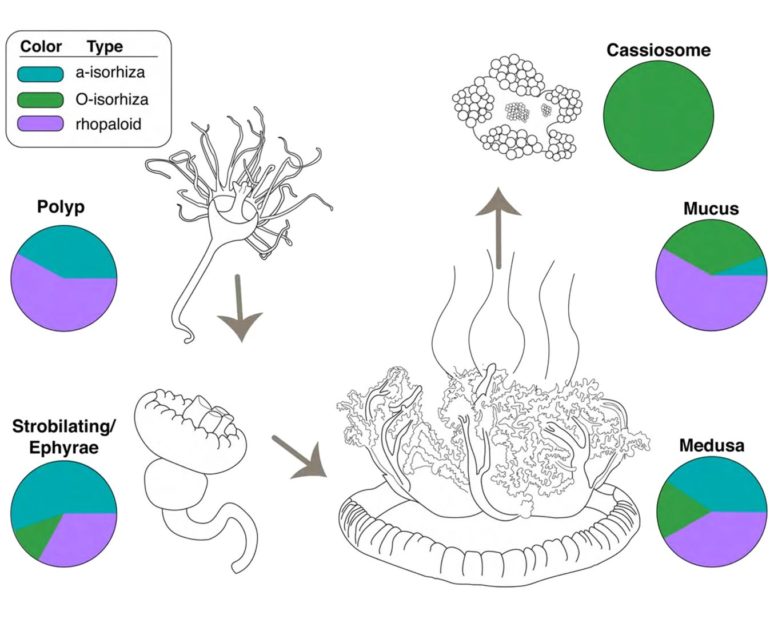 Life cycle stages of C. xamachana and its cassiosome-laden mucus. (Ames et al., Communications Biology, 2020)