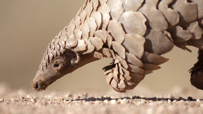 Close-up of a pangolin hunting for ants.