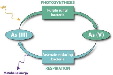 A diagram showing how arsenic can function in place of oxygen in photosynthesis and respiration.