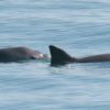 Endangered vaquita remain genetically healthy even in low numbers, new analysis shows