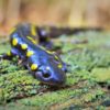 A blue salamander with yellow spots sitting on a moss-covered log.