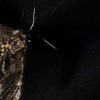 Airdropping sensors from moths