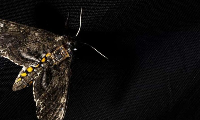 Airdropping sensors from moths
