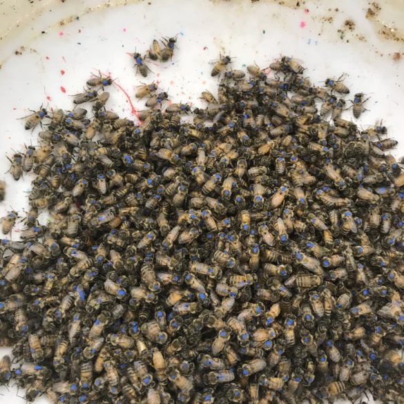 A bowl filled with several hundred bees, all marked with a blue dot on the thorax.