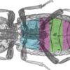 This beetle can survive getting run over by a car. Engineers are figuring out how.