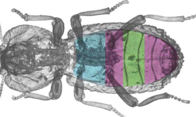 This beetle can survive getting run over by a car. Engineers are figuring out how.