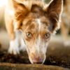 A close up shot of a shaggy dog smelling the ground and looking at camera.