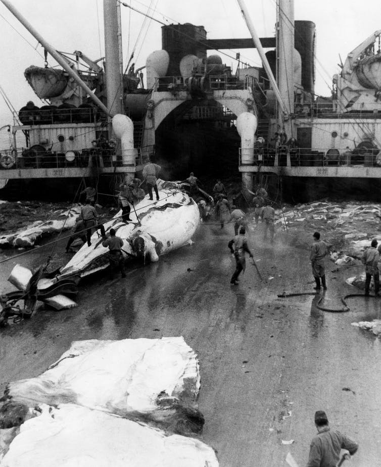 Three whale carcasses in various stages of dismemberment are on the deck of a large ship with men working on them.