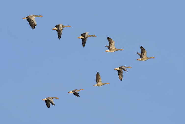 geese fly in a V against a clear sky