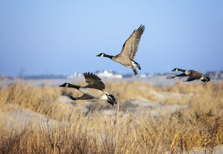 three Canada geese fly over sand dunes