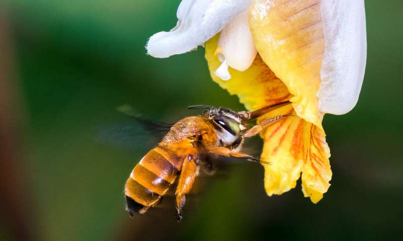 Researchers create first map of bee species around the globe