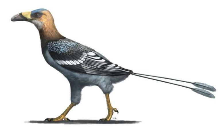 Bird with tall, sickle-shaped beak reveals hidden diversity during the age of dinosaurs