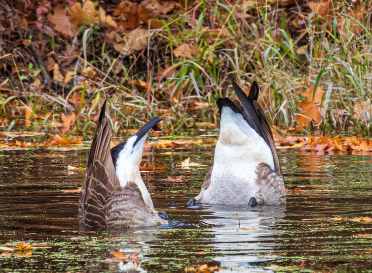 two geese tails emerge from water as they look for food