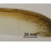 Small finlets on owl feathers point the way to less aircraft noise