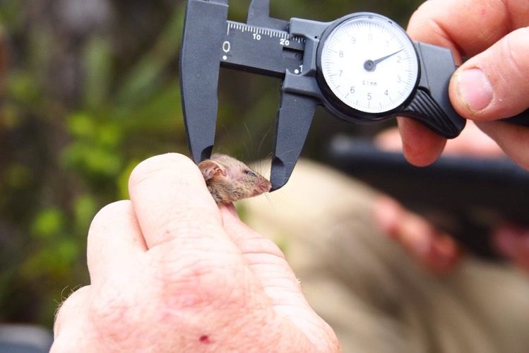 A small possum being held in a person's hand with a device measuring the size of its head