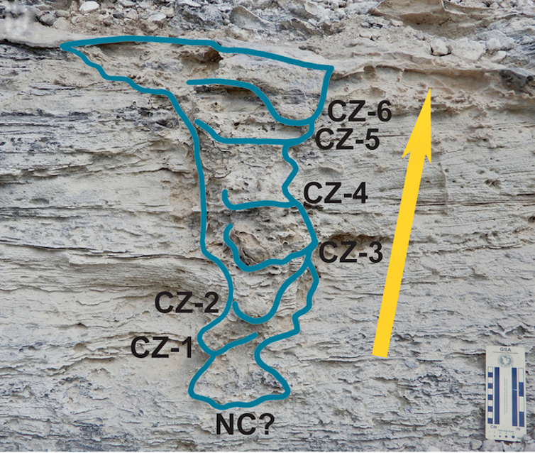 A photo of the fossil, with a drawing superimposed on top outlining the different layers.