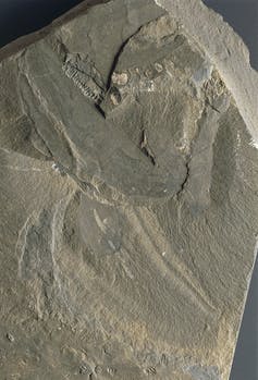 rock fossil with outline of a worm creature