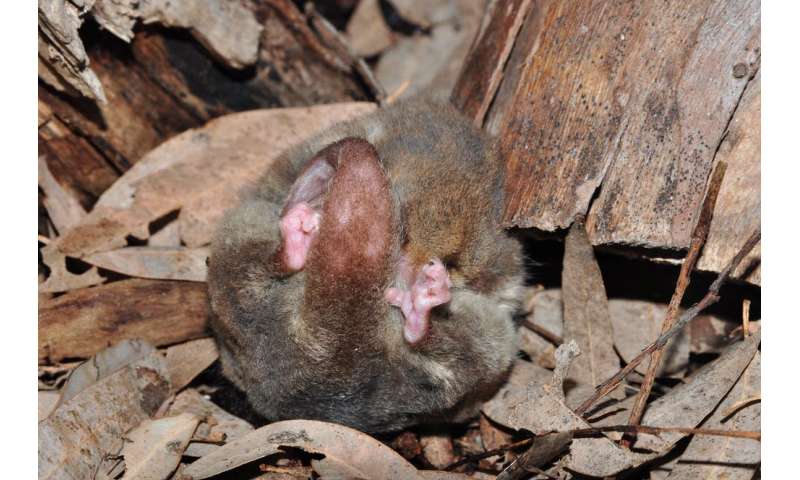 Torpor: a neat survival trick once thought rare in Australian animals is actually widespread