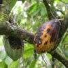 Discovery of chemical clue may lead to solving cacao's black pod rot mystery