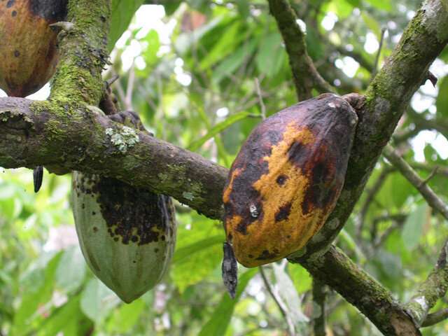 Discovery of chemical clue may lead to solving cacao's black pod rot mystery