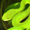 atheris squamigera, green bush viper
