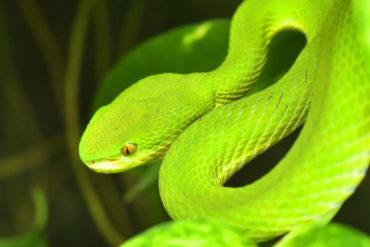 atheris squamigera, green bush viper