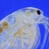 A microscopic view of a translucent water flea show four round eggs inside.