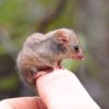 A small possum sitting on a thumb