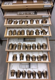 bat specimens in drawers
