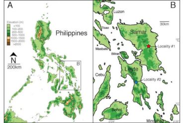 Remarkable new species of snake found hidden in a biodiversity collection