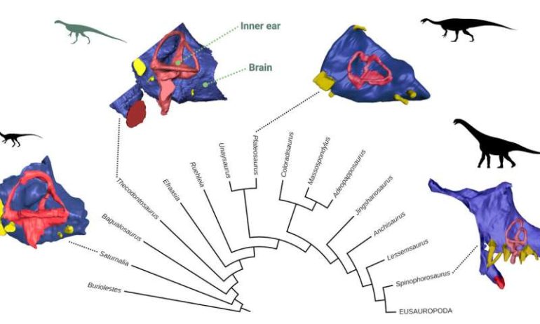 Research reveals unexpected insights into early dinosaur's brain, eating habits and agility