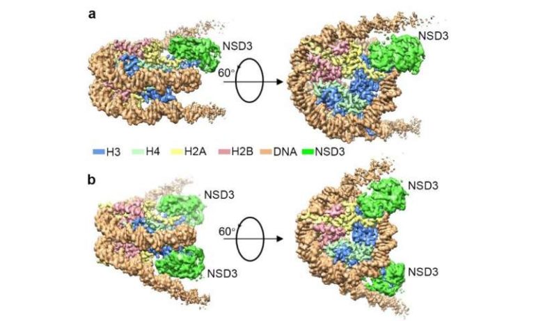 Researchers reveal the first cryo-EM structures of NSD2 and NSD3 in complex with nucleosome