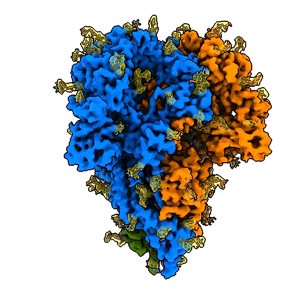 Scientists get the most realistic view yet of a coronavirus spike's protein structure