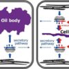 The liverwort oil body is formed by redirection of the secretory pathway