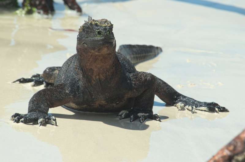 Scientists discover the secret of Gal&amp;#225;pagos' rich ecosystem