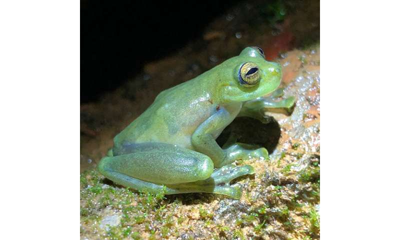 Glass frogs living near roaring waterfalls wave hello to attract mates