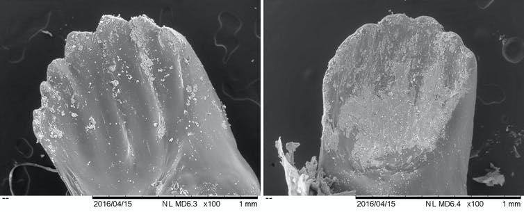 A microscopic view of two different sets of mandibles. One shows pointy 'teeth,' while the other looks worn down.