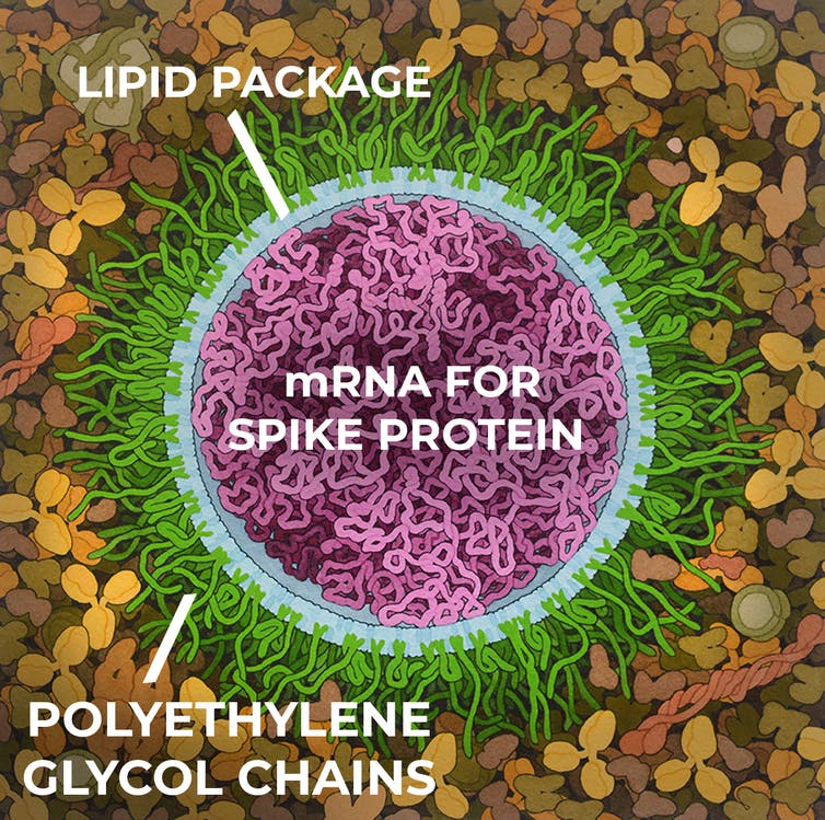 The vaccine delivers mRNA for the spike protein wrapped in a lipid package, along with polyethylene glycol chain strands. The PEG strands protect the package and increase its durability so it can reach the cell safely.