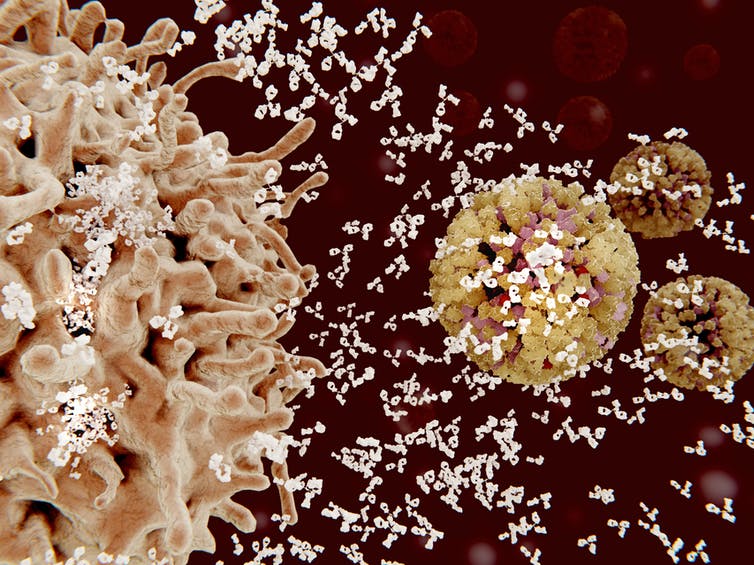 Immune cells fighting off flu with antibodies