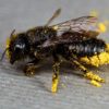 A quarter of known bee species haven't appeared in public records since the 1990s