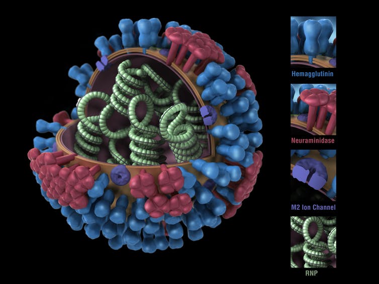 cross section of influenza virus showing RNA and surface proteins