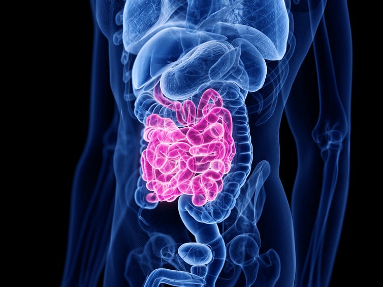illustration of small intestine amid other organs