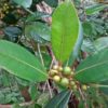 Fig growing on forest floor.