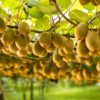 kiwifruit-orchard.jpg