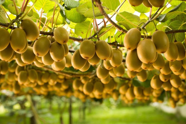 kiwifruit-orchard.jpg