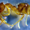 Close up photo of a golden-colored ant against a blue background.