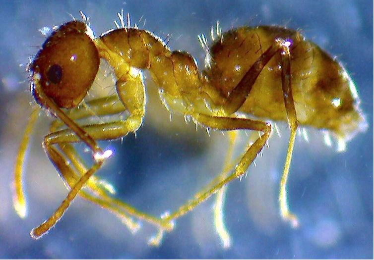 Close up photo of a golden-colored ant against a blue background.